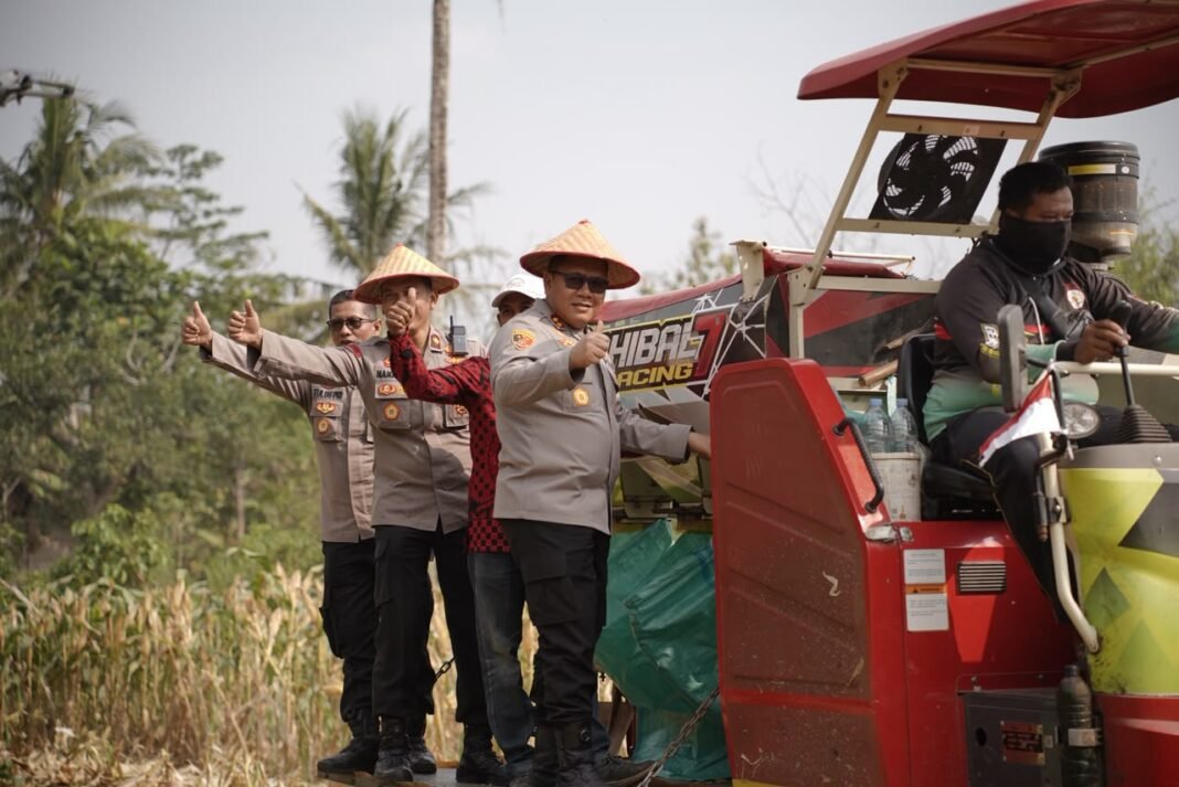 Panen Jagung Kwartal III, Wujud Komitmen POLRES Purworejo Terhadap Ketahanan Pangan Panen Jagung Kwartal III, Wujud Komitmen POLRES Purworejo Terhadap Ketahanan Pangan