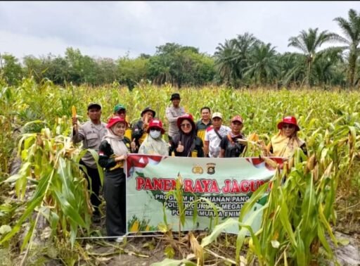 Semangat Swasembada Pangan Menggema di Desa Bulang! Polsek Gunung Megang BersamaPetani PanenJagung Kuartal II Semangat Swasembada Pangan Menggema di Desa Bulang! Polsek Gunung Megang BersamaPetani PanenJagung Kuartal II