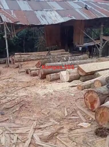 Sawmill Desa Korek Diduga Ilegal, Polsek dan Polres Kubu Raya Diminta Bertindak Sawmill Desa Korek Diduga Ilegal, Polsek dan Polres Kubu Raya Diminta Bertindak