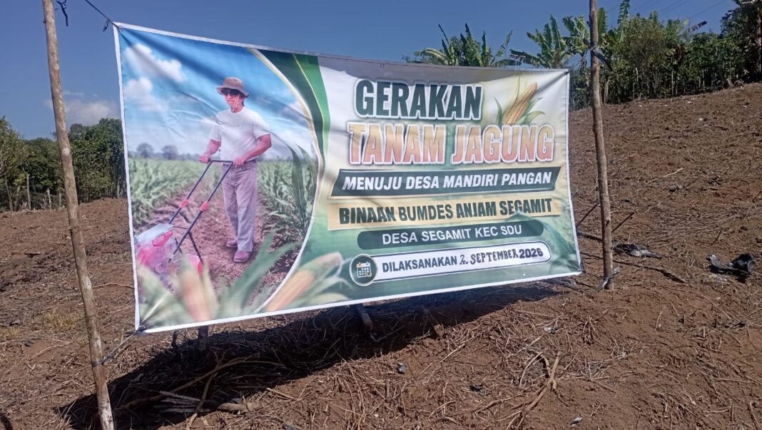 Polres Muara Enim Dorong Ketahanan Pangan, Desa Segamit Tanam Jagung Seluas 1 Hektare Polres Muara Enim Dorong Ketahanan Pangan, Desa Segamit Tanam Jagung Seluas 1 Hektare