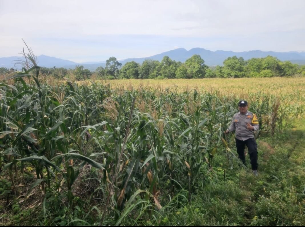 JAGUNG MULAI MENGUNING, KETAHANAN PANGAN POLSEK SDL TUNJUKKAN HASIL NYATA DI PAGAR AGUNG JAGUNG MULAI MENGUNING, KETAHANAN PANGAN POLSEK SDL TUNJUKKAN HASIL NYATA DI PAGAR AGUNG