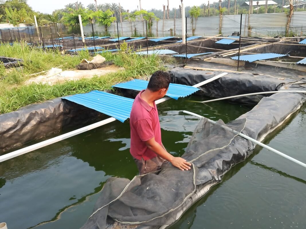 Diabaikan Pemdes, Pembibit Ikan Paten Langkat Ini Memohon: Dinas Perikanan, Tolong Lihat Kami! Diabaikan Pemdes, Pembibit Ikan Paten Langkat Ini Memohon: Dinas Perikanan, Tolong Lihat Kami!