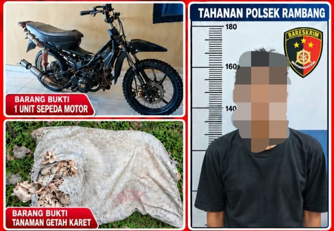 Tim Macan Putih Rambang Bekuk Residivis Curat, Kasus Hilangnya 40 Kg Getah Karet Terungkap Tim Macan Putih Rambang Bekuk Residivis Curat, Kasus Hilangnya 40 Kg Getah Karet Terungkap