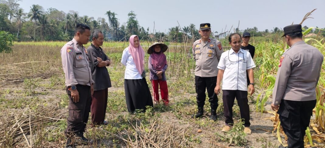 Musim Kemarau Panjang, Polisi dan Dinas TPHP Cek Tanaman Jagung di Desa Kepur Musim Kemarau Panjang, Polisi dan Dinas TPHP Cek Tanaman Jagung di Desa Kepur