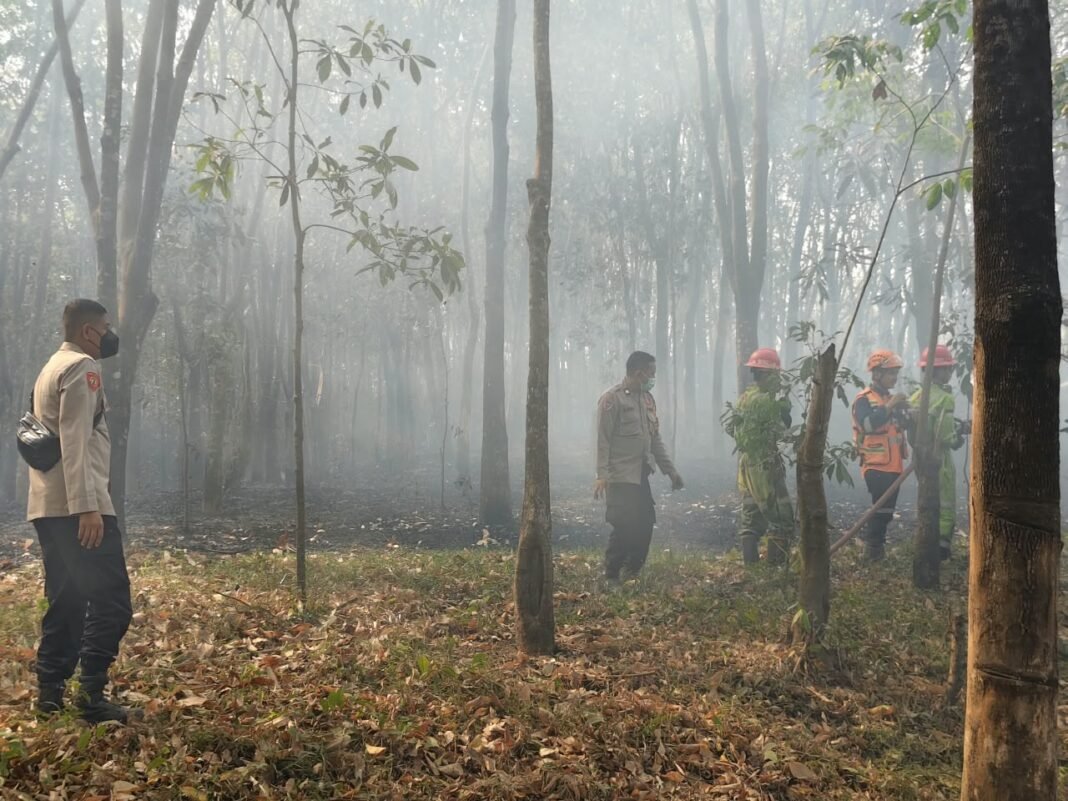 Kebakaran Lahan Belukar di Tegal Rejo Lawang Kidul, Damkar Bersama TNI-Polri dan Warga Bergerak Cepat Kebakaran Lahan Belukar di Tegal Rejo Lawang Kidul, Damkar Bersama TNI-Polri dan Warga Bergerak Cepat