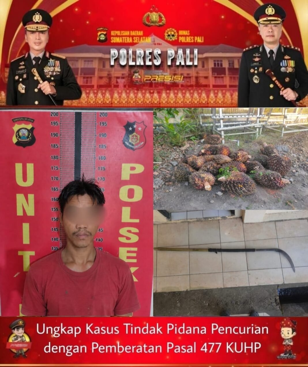Kasus Dugaan Pencurian 24 Tandan Sawit di PALI, Satu Orang Diamankan Kasus Dugaan Pencurian 24 Tandan Sawit di PALI, Satu Orang Diamankan