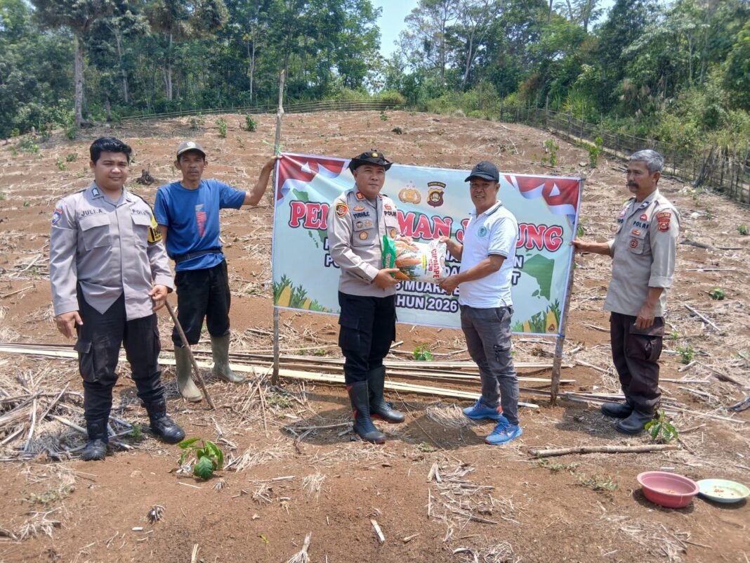 Polsek Semende Darat Laut Tanam Jagung di Lahan 12 Hektare, Dukung Program Ketahanan Pangan Polsek Semende Darat Laut Tanam Jagung di Lahan 12 Hektare, Dukung Program Ketahanan Pangan
