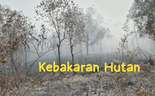 KARHUTLA MAYBRAT MENGAMUK, PEMERINTAH JANGAN DIAM KARHUTLA MAYBRAT MENGAMUK, PEMERINTAH JANGAN DIAM