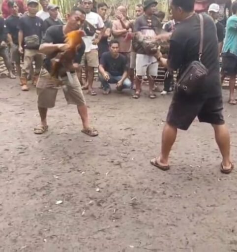 Bukan Sekadar Ditertibkan! Warga Minta Polisi Tangkap Pelaku Judi Sabung Ayam di Kapuas Hulu Bukan Sekadar Ditertibkan! Warga Minta Polisi Tangkap Pelaku Judi Sabung Ayam di Kapuas Hulu